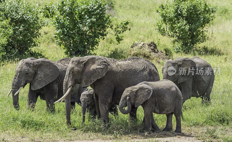 非洲丛林象(Loxodonta africana)，也被称为非洲草原象，坦桑尼亚的塔兰吉尔国家公园